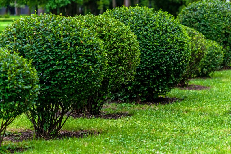 Tree and Shrub Care