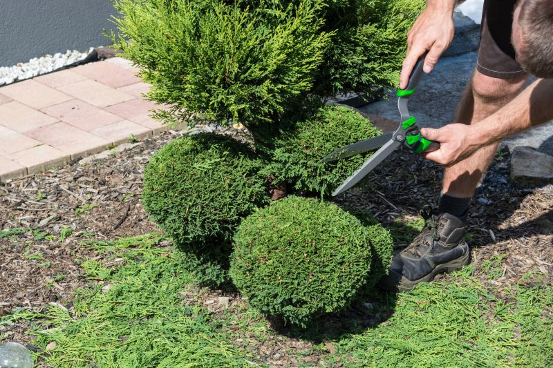 Pruning and Shrub Care